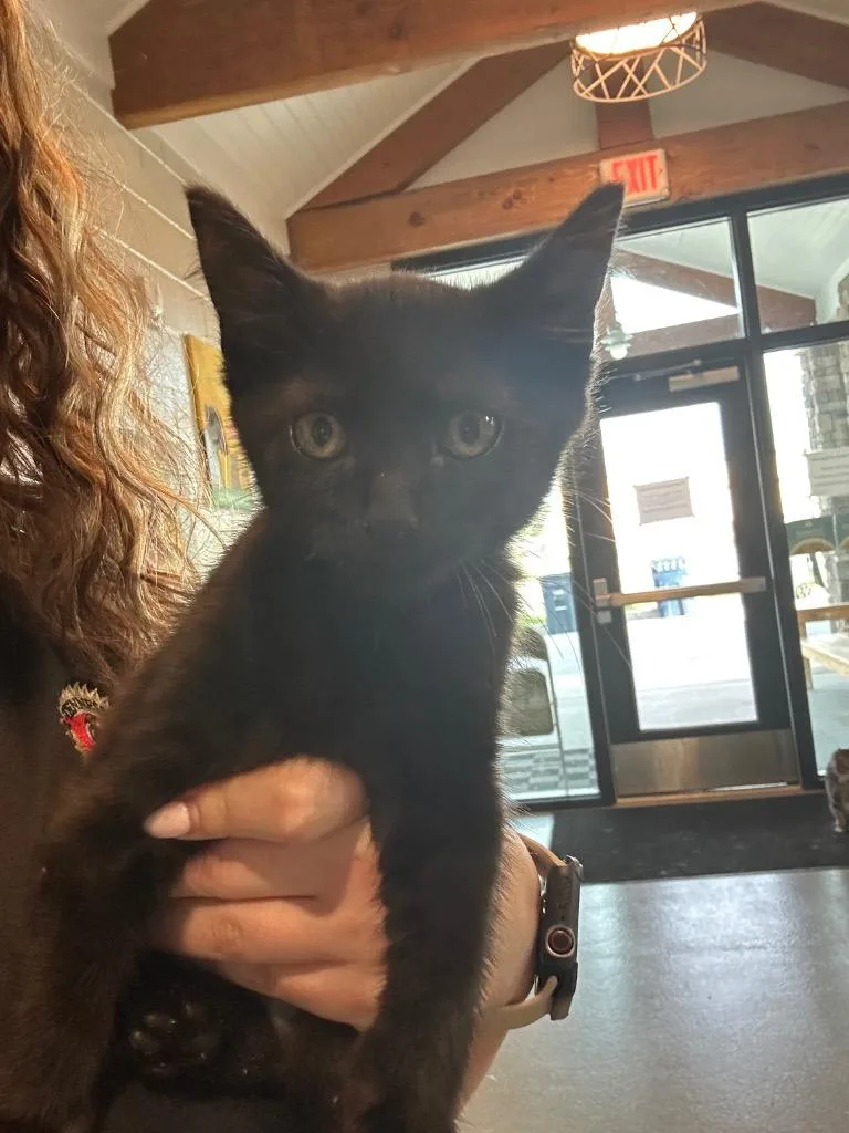 A baby small-sized female Domestic Short Hair cat named Myrtle for adoption in East Ridge, TN