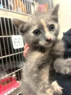 A baby medium-sized female Dilute Tortoiseshell cat named Luna for adoption in Ashland, VA