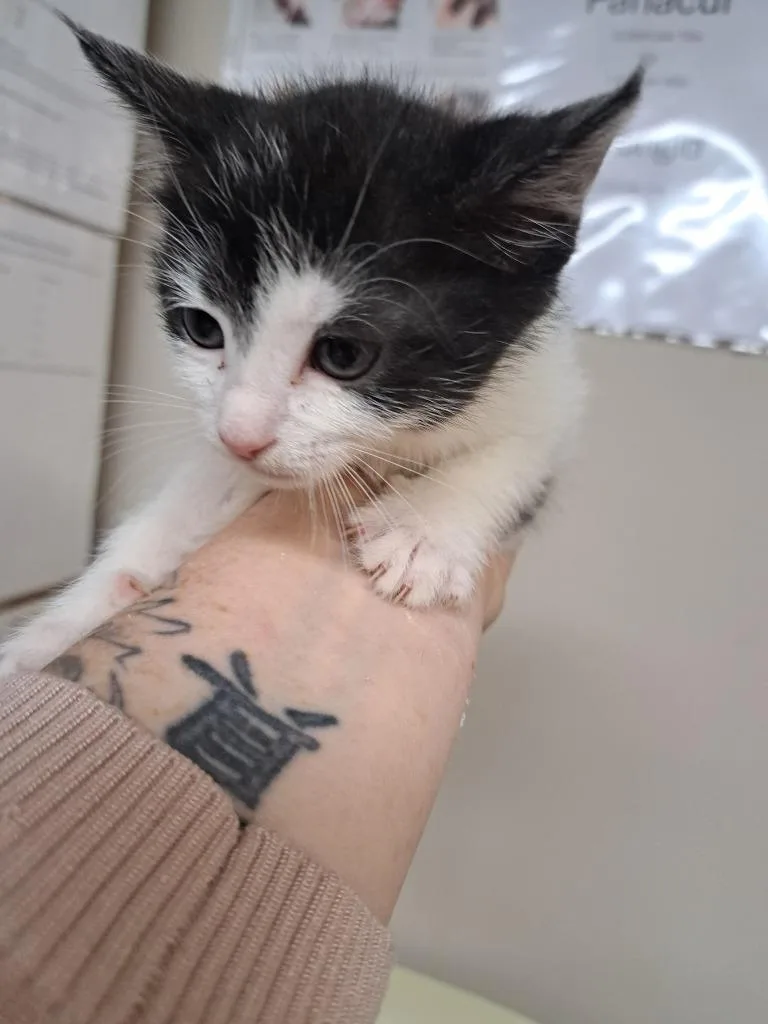 A baby medium-sized female Domestic Short Hair cat named Wynonna for adoption in Fayetteville, TN