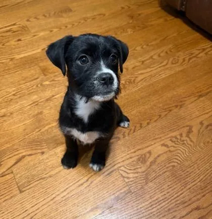 A baby small-sized female Mixed Breed dog named Ellie for adoption in Knoxville, TN