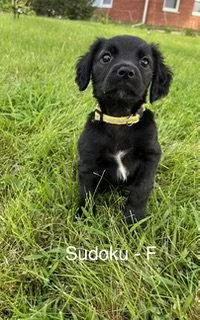 A baby medium-sized female Terrier dog named Sodoku for adoption in Hillside, IL