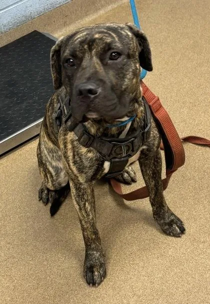 An adult large-sized male Mixed Breed dog named Ashlarry for adoption in Chamblee, GA