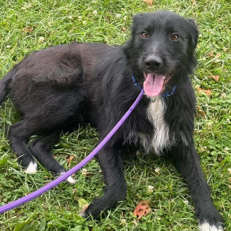 An adult medium-sized male Black Irish Wolfhound dog named Henry for adoption in Farmersville, OH