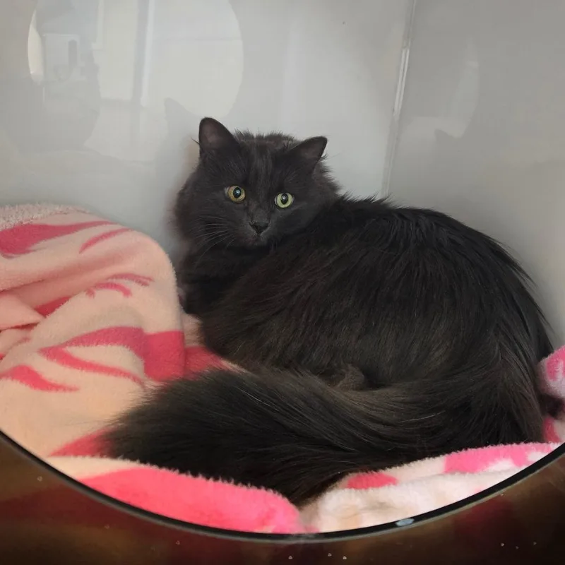 An adult large-sized female Gray / Blue / Silver Domestic Long Hair cat named Devin for adoption in Albuquerque, NM