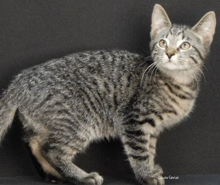 A young medium-sized male Tabby (Tiger Striped) Domestic Short Hair cat named Jedi for adoption in Newland, NC