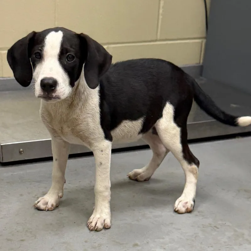 A baby small-sized male White / Cream Mixed Breed dog named Shaggy for adoption in Springboro, OH