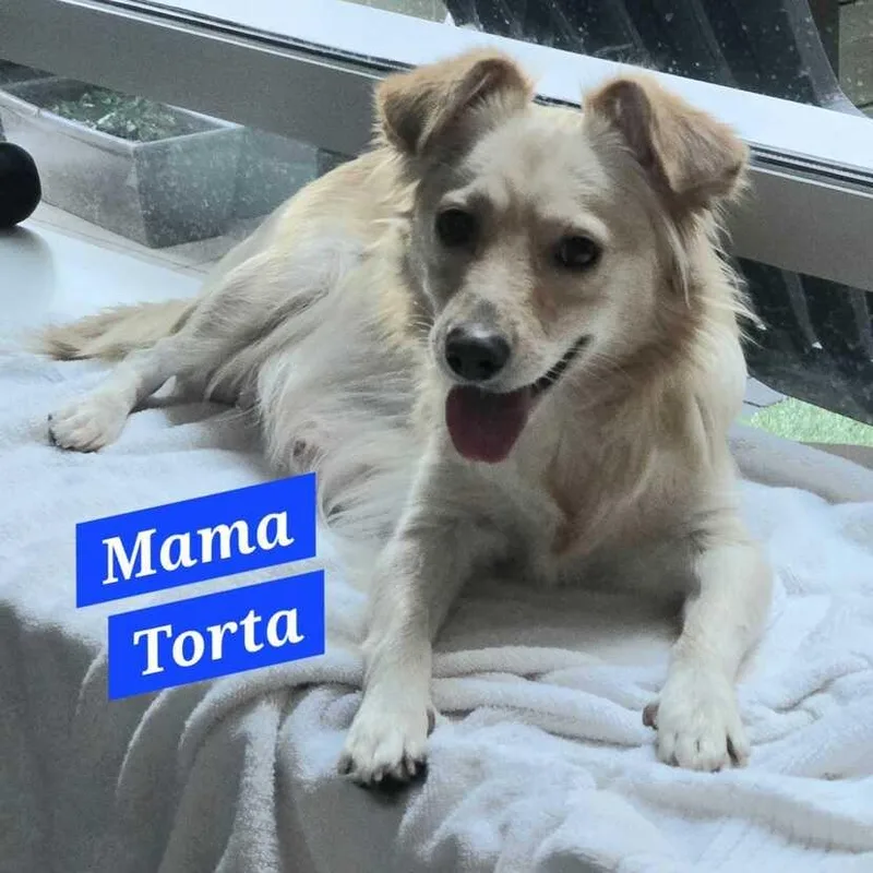 A baby small-sized female Terrier dog named Chimichanga for adoption in San Diego, CA