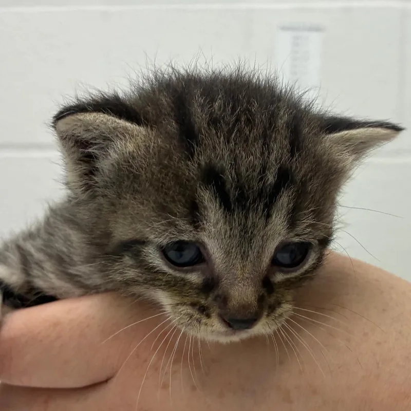 A baby small-sized female Brown / Chocolate Domestic Short Hair cat named Kehlani for adoption in Corpus Christi, TX