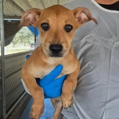 A baby medium-sized female Cardigan Welsh Corgi dog named Cosmo for adoption in Morton Grove, IL