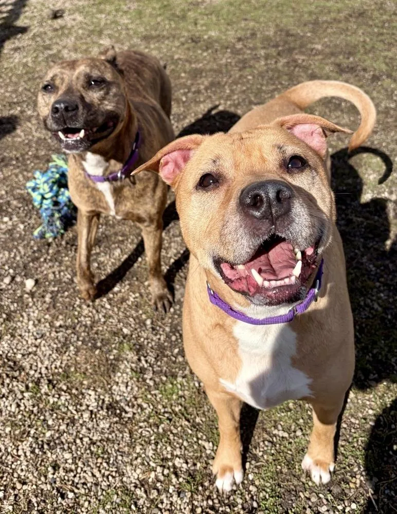 Trixie Bonded Pair With