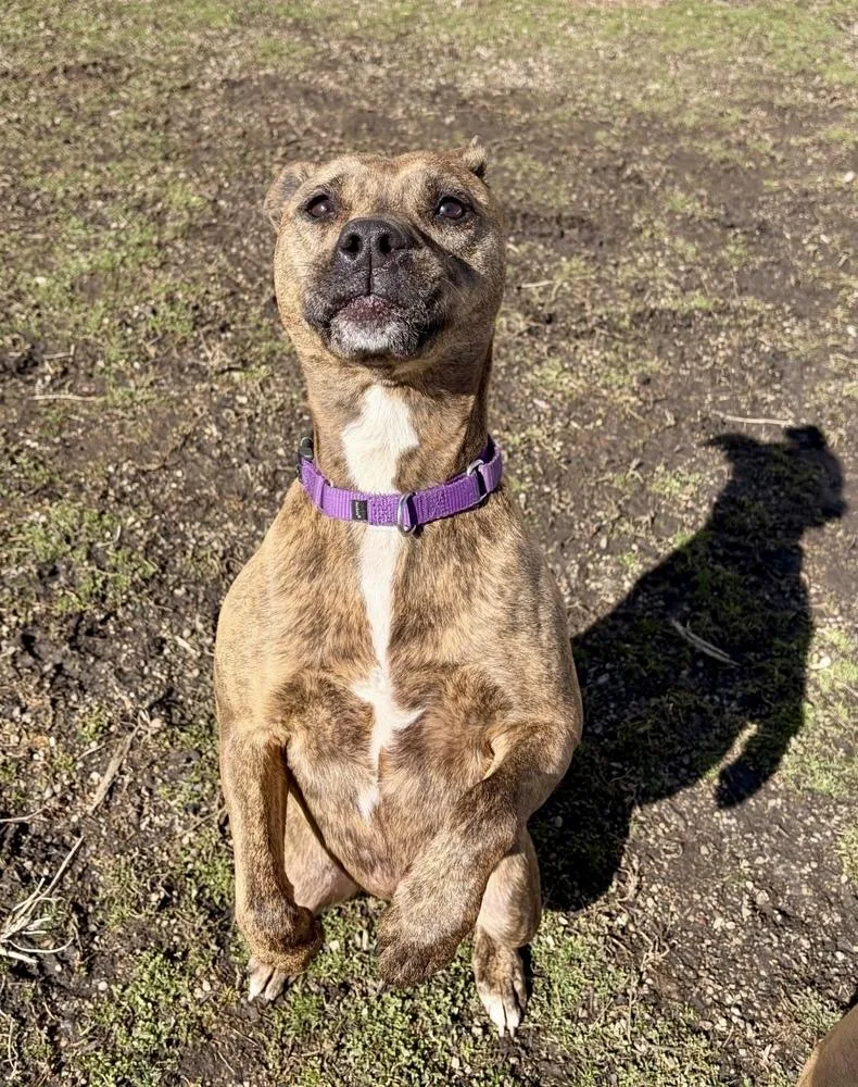 Trixie Bonded Pair With thumbnail 2