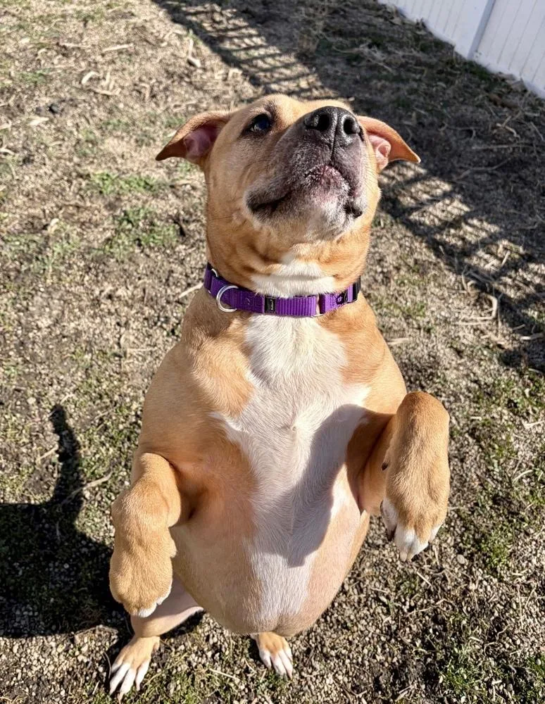 Trixie Bonded Pair With thumbnail 3