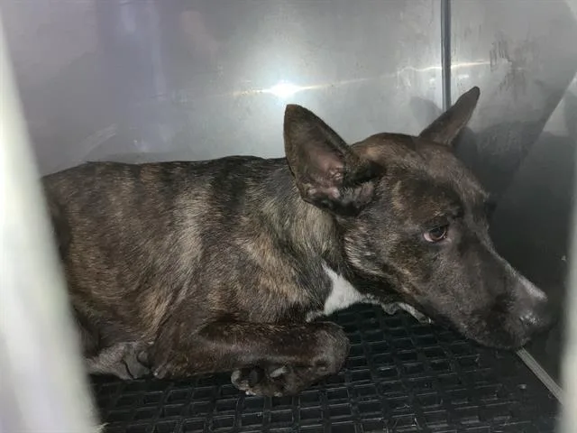An adult large-sized female Mixed Breed dog named Frances for adoption in Dallas, TX
