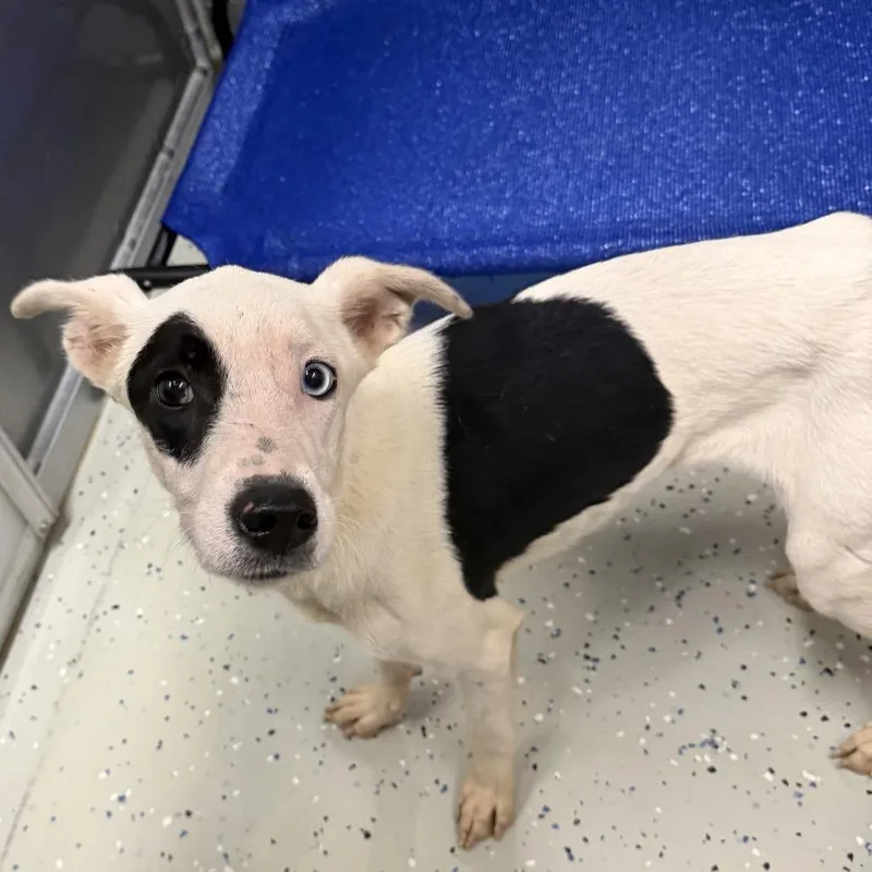 A young small-sized female Australian Shepherd dog named Beeja for adoption in Marion, VA