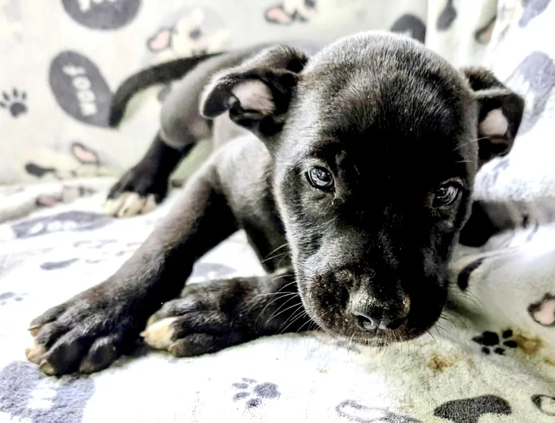 A baby medium-sized female Black Labrador Retriever dog named Firecracker Independence for adoption in Andover, MA