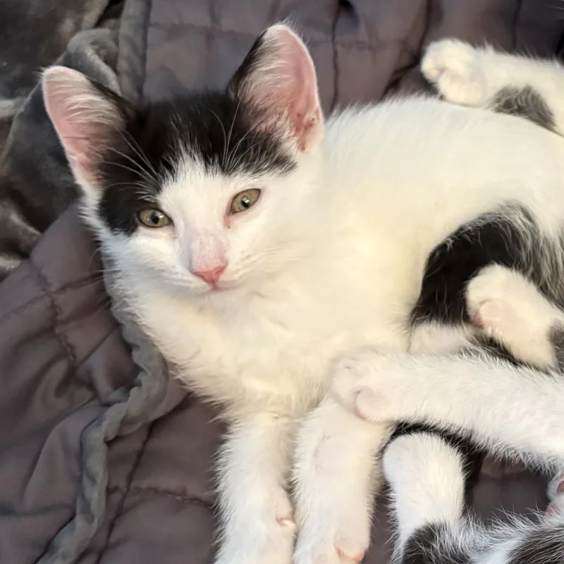 Salsa Dapple Cat thumbnail 4
