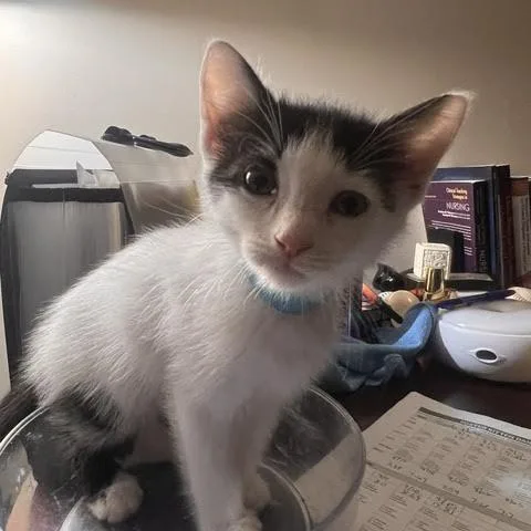 Salsa Dapple Cat thumbnail 6