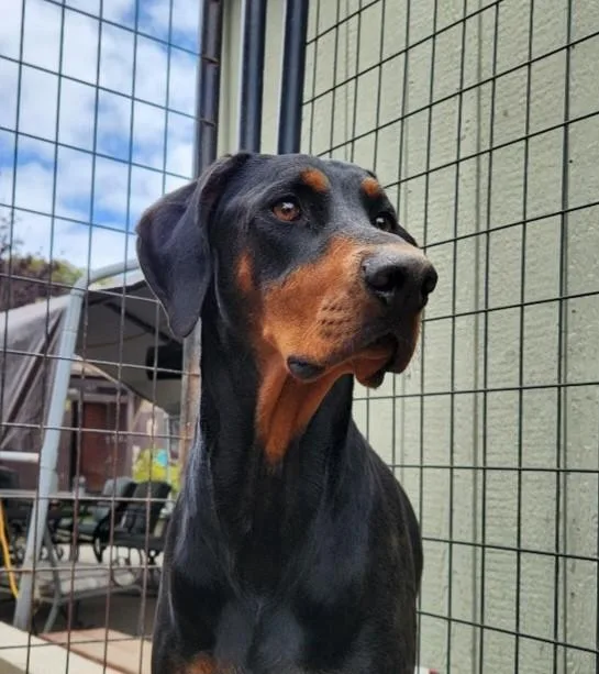 An adult large-sized male Black Doberman Pinscher dog named Maru for adoption in Camp Pendleton, CA