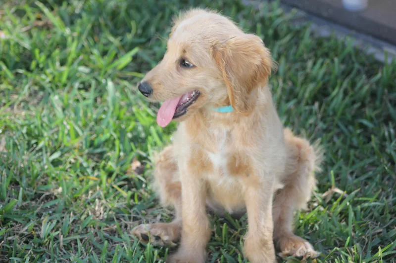 A young medium-sized female Goldendoodle dog named Macie for adoption in Orlando, FL