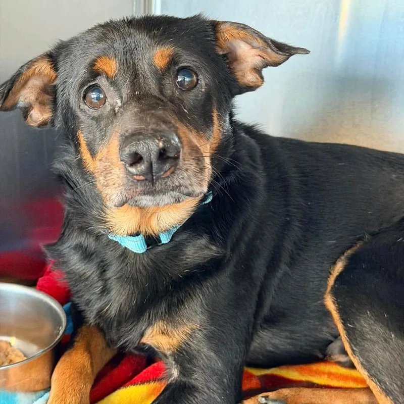 An adult small-sized male Black Mixed Breed dog named Las Vegas for adoption in Fredericksburg, VA