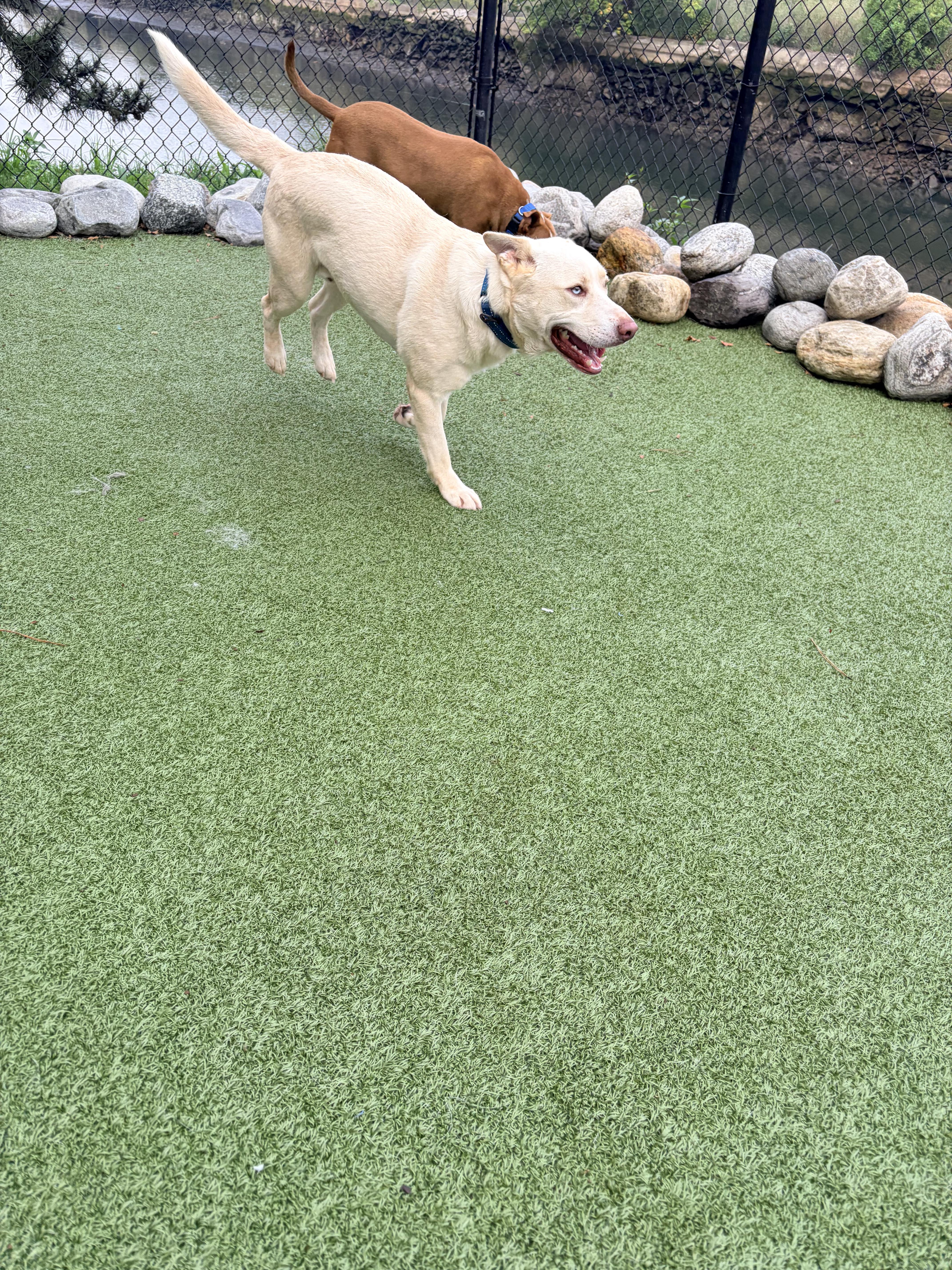 An adult medium-sized male White / Cream Mixed Breed dog named Winston for adoption in Stamford, CT