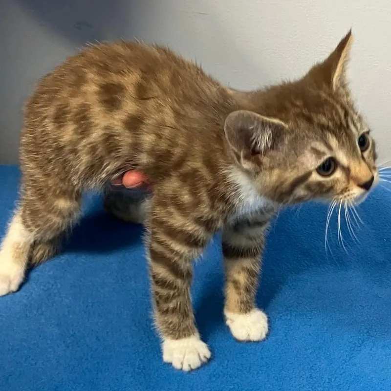 A baby medium-sized female Brown / Chocolate Domestic Short Hair cat named Brownie for adoption in Gastonia, NC