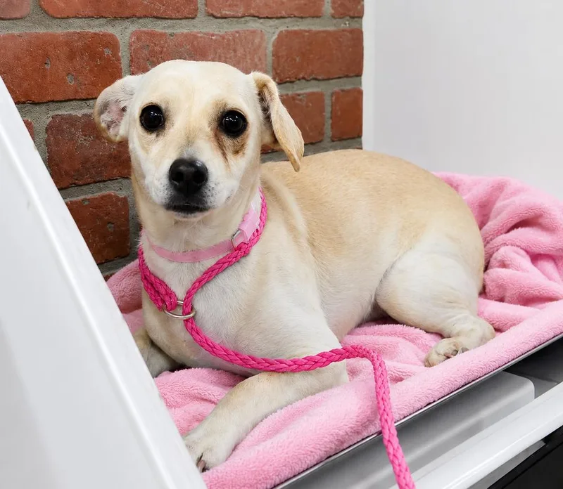 An adult small-sized female Chihuahua dog named April for adoption in Saugus, MA