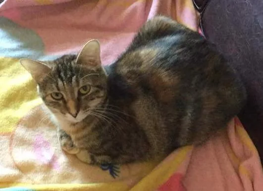 A senior small-sized female Domestic Short Hair cat named Kelsey for adoption in Ballwin, MO