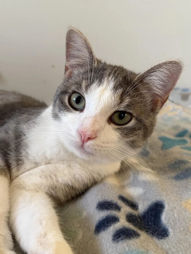 A young medium-sized male White Domestic Short Hair cat named Wheelie for adoption in Greensburg, PA