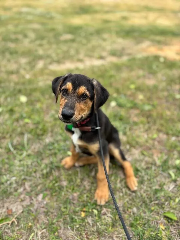A baby medium-sized male Tricolor (Brown, Black, & White) Beagle dog named Apollo for adoption in Aiken, SC