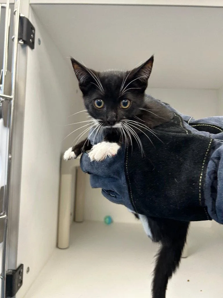 A baby medium-sized male Black & White / Tuxedo Domestic Short Hair cat named Shadow for adoption in Tarboro, NC