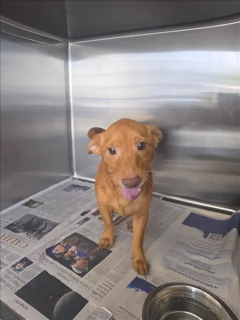 An adult small-sized male Chihuahua dog named Trafalger for adoption in Los Angeles, CA