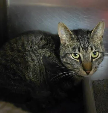 A young medium-sized male Black Domestic Short Hair cat named Andee for adoption in Annapolis, MD
