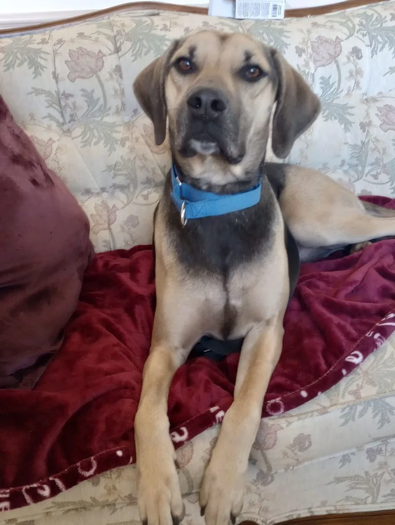 A young medium-sized male Hound dog named Chip the Most Incredible for adoption in Baytown, TX