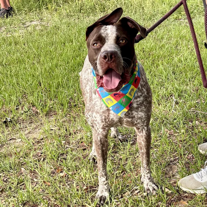 An adult medium-sized male Merle (Red) Australian Cattle Dog / Blue Heeler dog named Chipper for adoption in Corpus Christi, TX