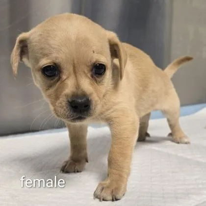 A baby small-sized female Yellow / Tan / Blond / Fawn Chihuahua dog named Poppy for adoption in Fresno, CA