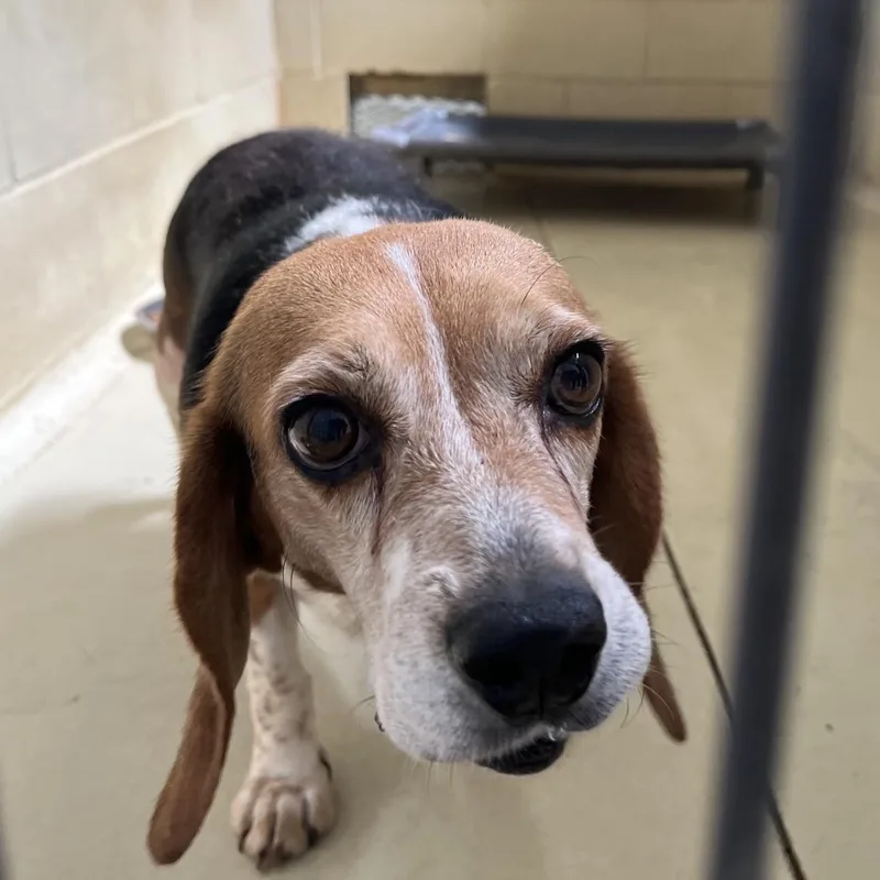 A senior medium-sized female Tricolor (Brown, Black, & White) Beagle dog named Susannah for adoption in Clarksville, VA