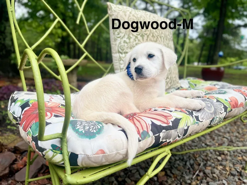 A Dogwood Lonestar thumbnail 2