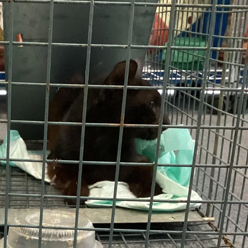A young medium-sized male Black Domestic Short Hair cat named Tabby for adoption in Montgomery, AL
