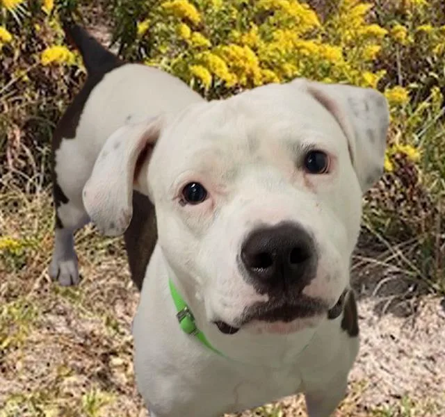 An adult large-sized male American Staffordshire Terrier dog named Scooby for adoption in Tucson, AZ