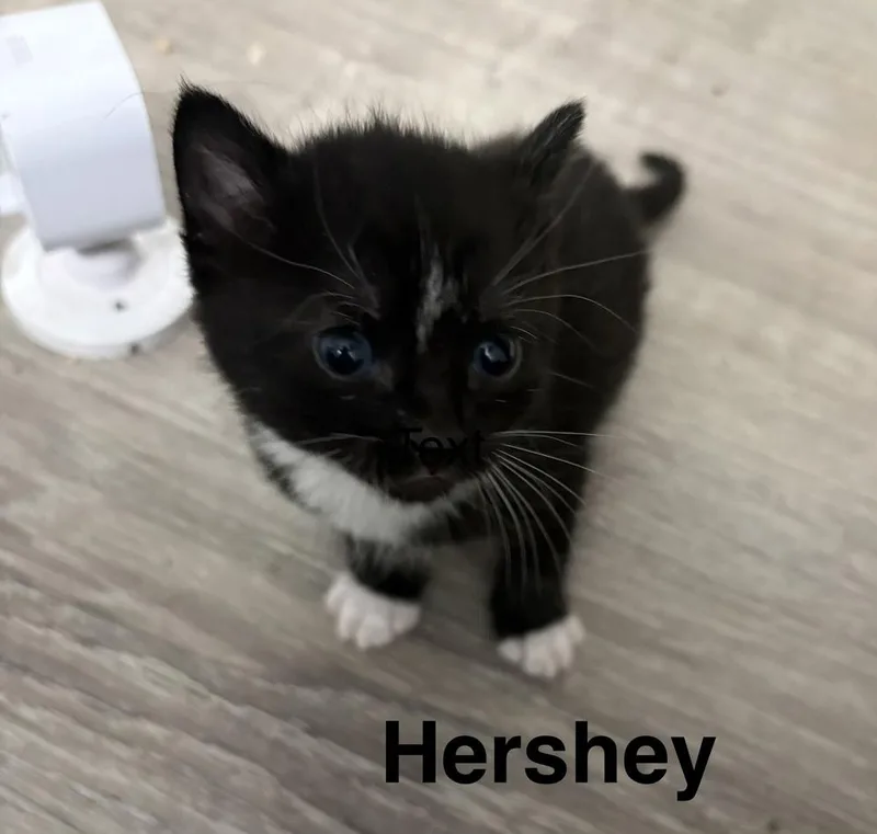 A baby small-sized female Black & White / Tuxedo American Shorthair cat named Hershey for adoption in Telford, PA