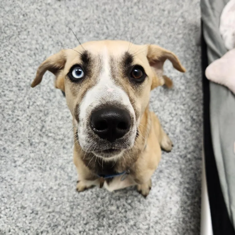 A young medium-sized male White / Cream Mixed Breed dog named Chapple for adoption in Brookfield, WI