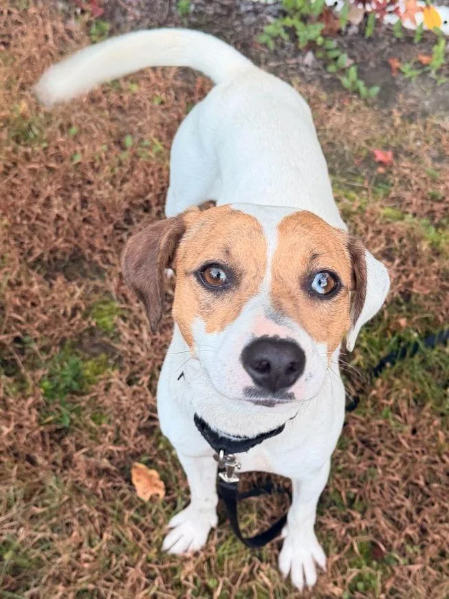 A baby medium-sized female Mixed Breed dog named Biscuit for adoption in Carneys Point, NJ