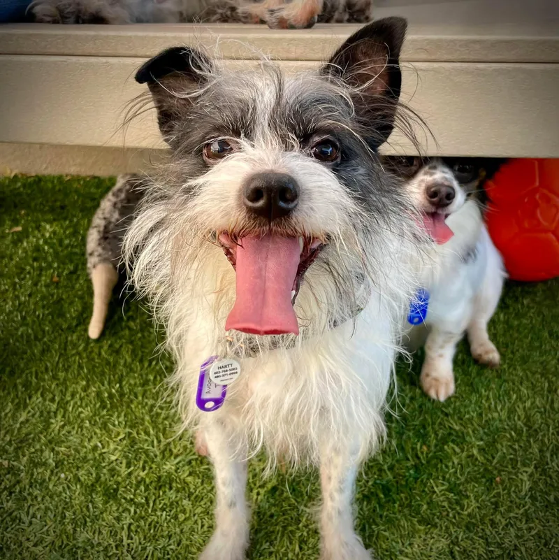 A young small-sized male White / Cream Shih Tzu dog named Avocado Toast for adoption in Phoenix, AZ