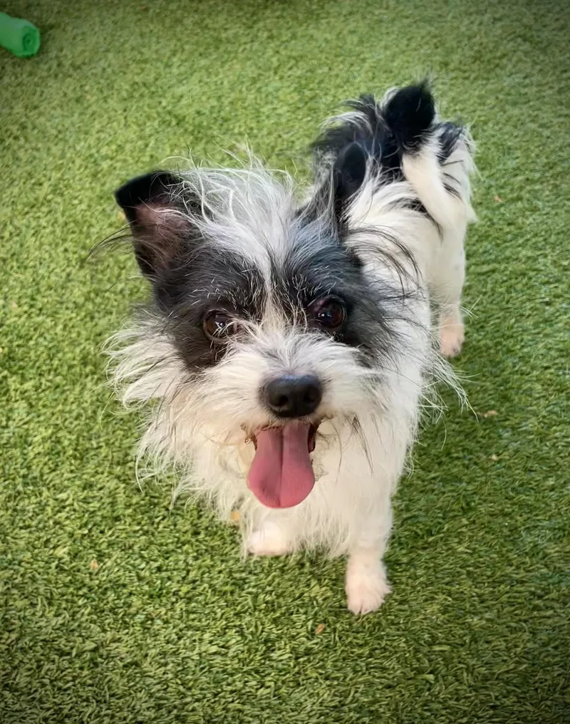 Avocado Toast thumbnail 2