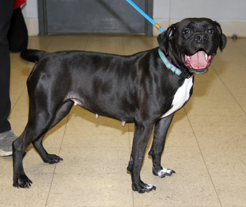 Scratchy thumbnail 2