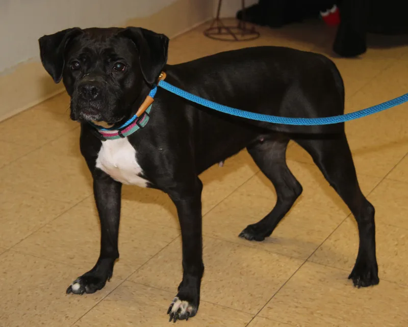 Scratchy thumbnail 4