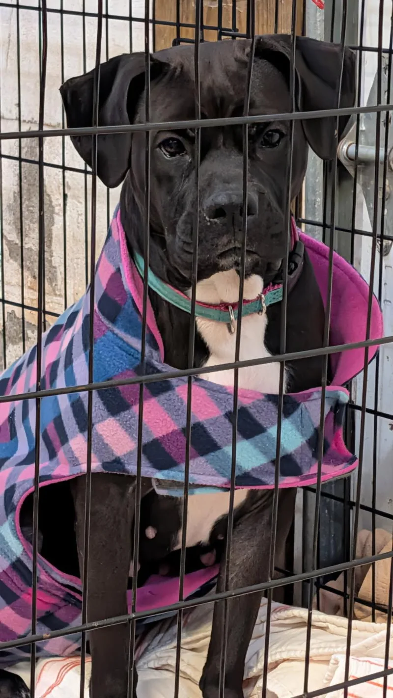 Scratchy thumbnail 5