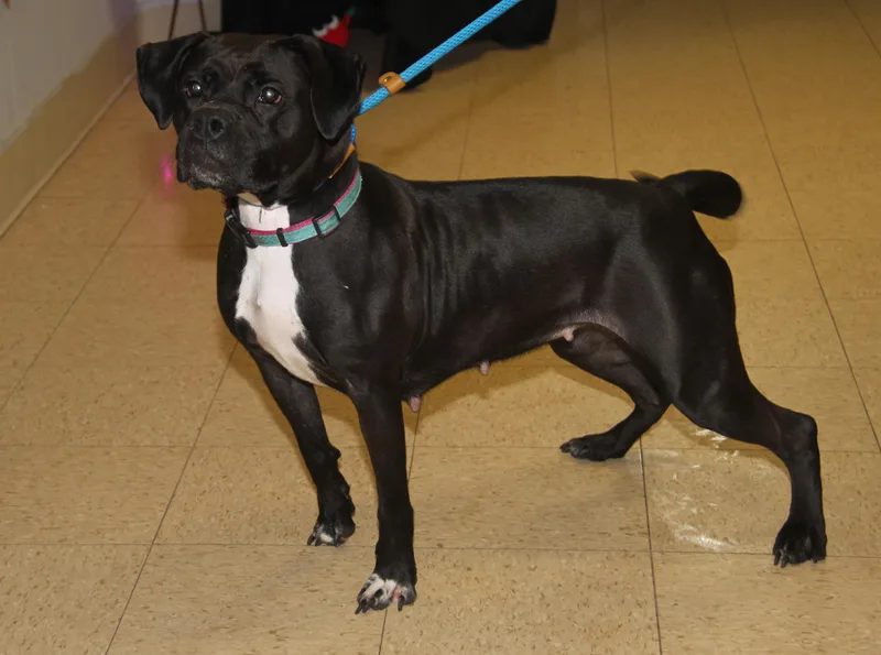 Scratchy thumbnail 6