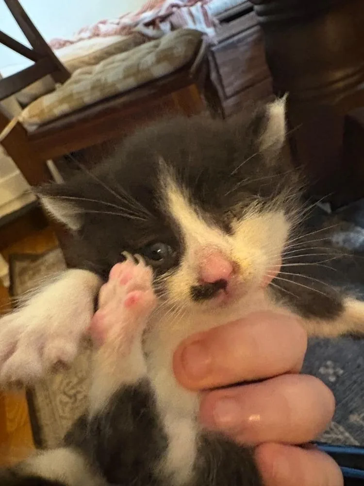 A baby small-sized male Black & White / Tuxedo Domestic Short Hair cat named Jerry for adoption in West Mifflin, PA